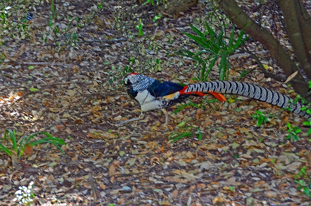 13 04 14_2919_edited-1.jpg - GOLDEN PHEASANT (RECORD SHOT ONLY) - ABBOTSBURY TROPICAL GARDENS, DORSET - 13.4.14